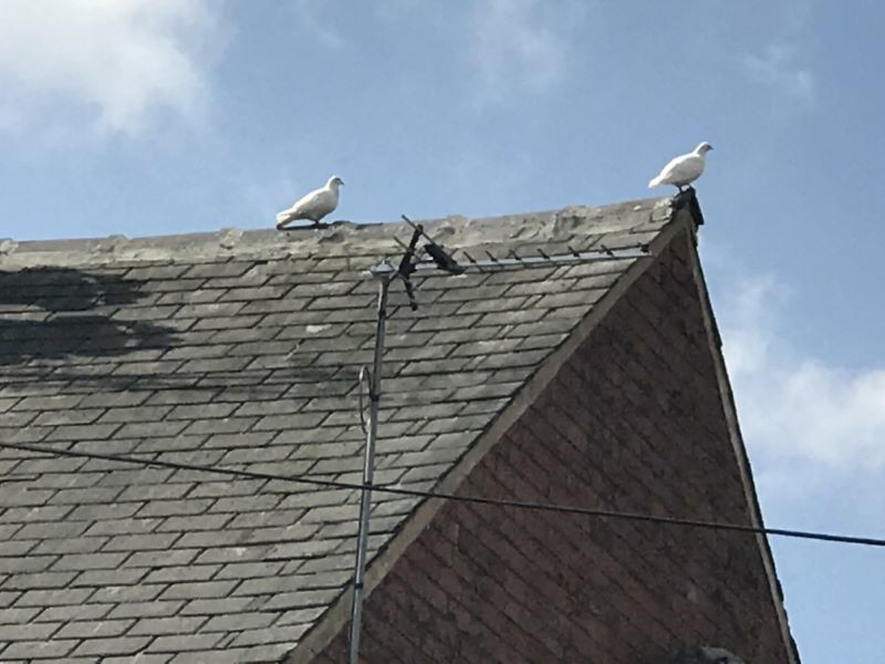 Other image for Arsonist’s ‘disgusting’ attack kills 30 birds